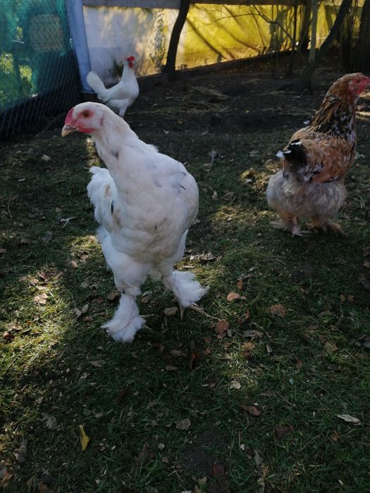 Sprzedam koguty młode