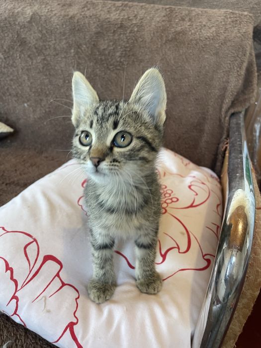 Котята бесплатно
