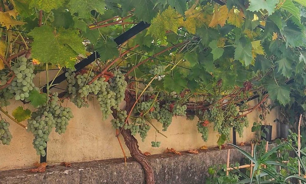 Vides de Videira para Plantar - Uva de Mesa