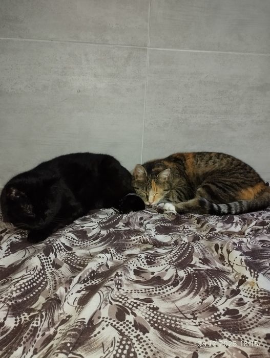 Перетримка собак , котиків, інших тварин