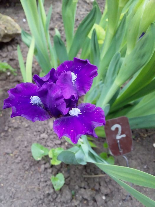 ирисы-карлик-15видов.