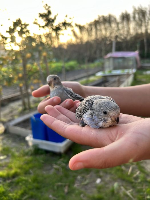 Periquitos Australianos