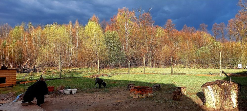 Продам 4 дома и 4га земли