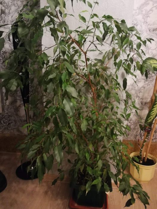 Sprzedam dużego kwiatka fiskus beniamin