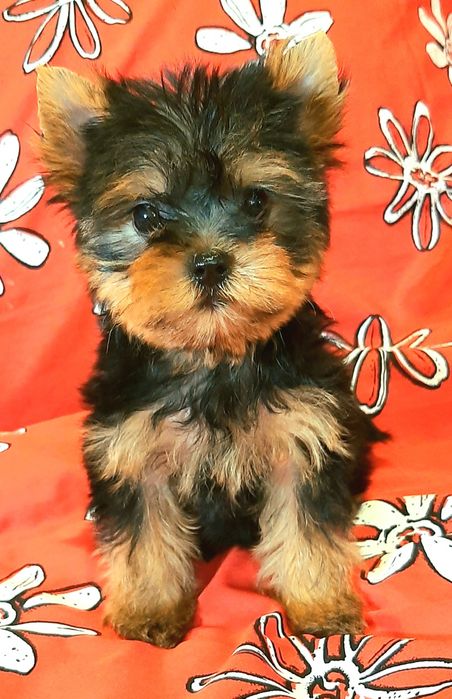 Йоркширский терьер