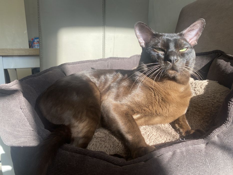 Вязка котик бурми