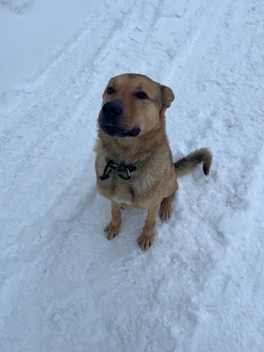 Собака в добрі руки