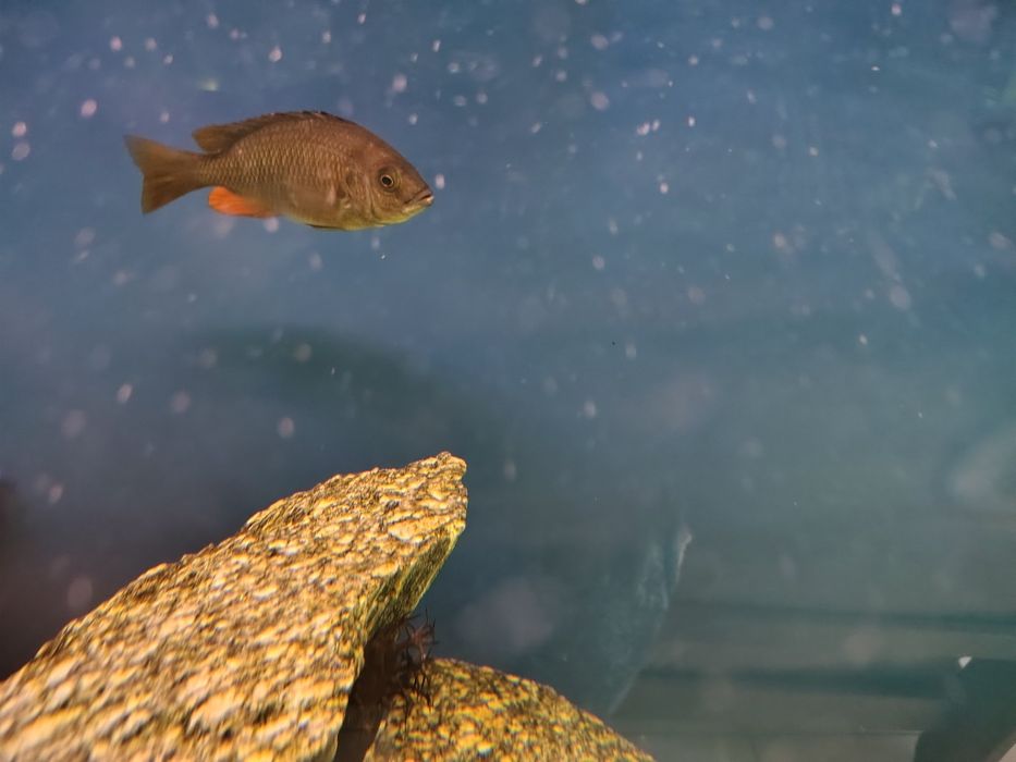 Sprzedam dorosłe pyszczaki