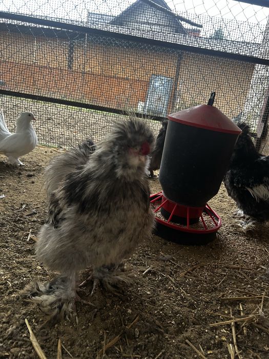 Kogut silka z tego roku