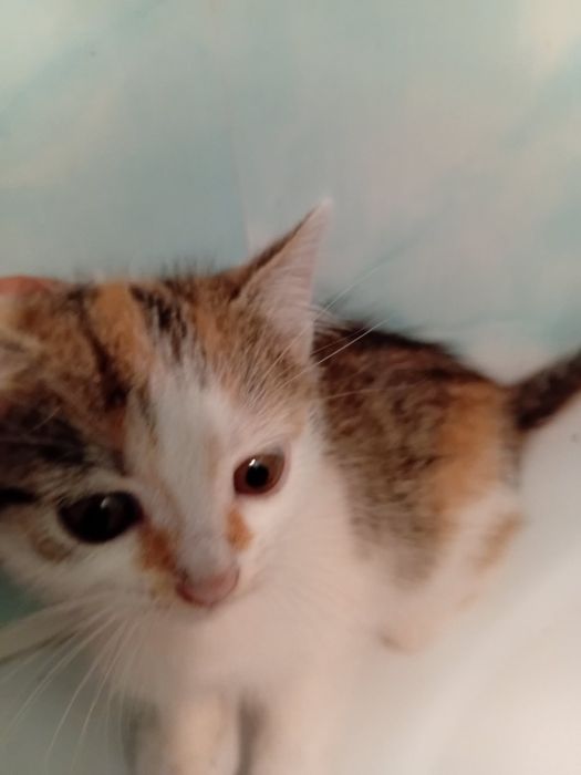 Кошенята в добрі руки