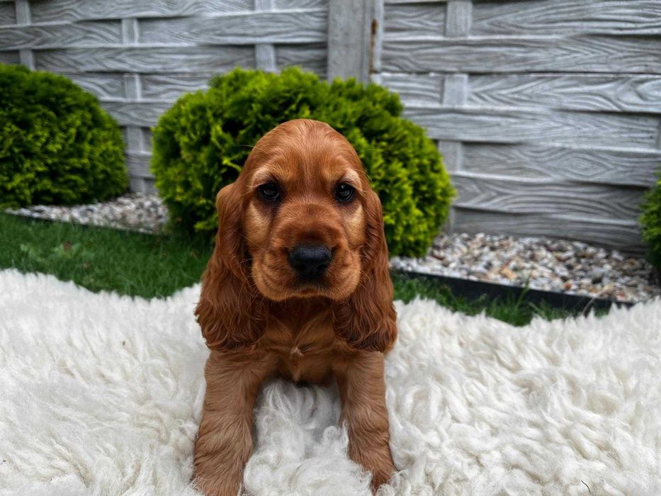Piesek Cocker spaniel angielski