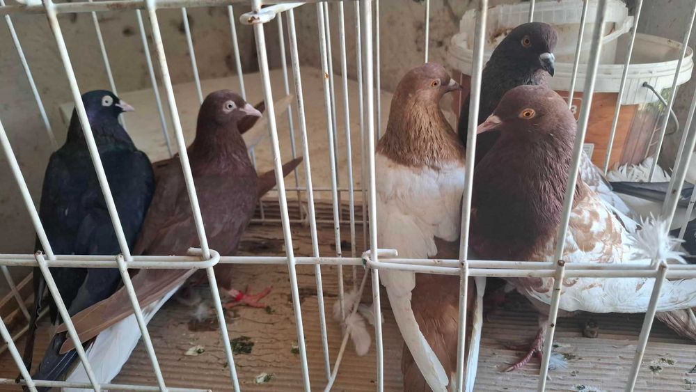 Gołębie  ozdobne rasowe