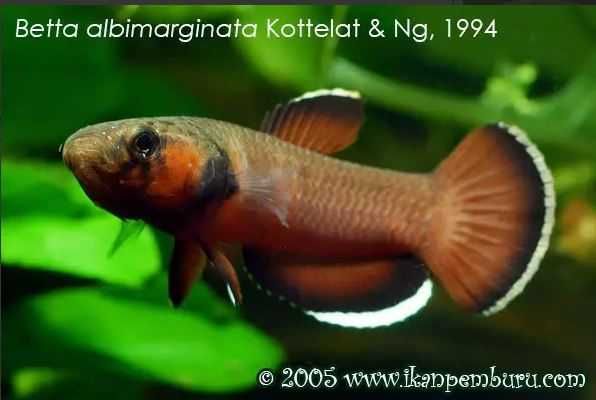 Chanoides Betta Albimarginata - Malinau