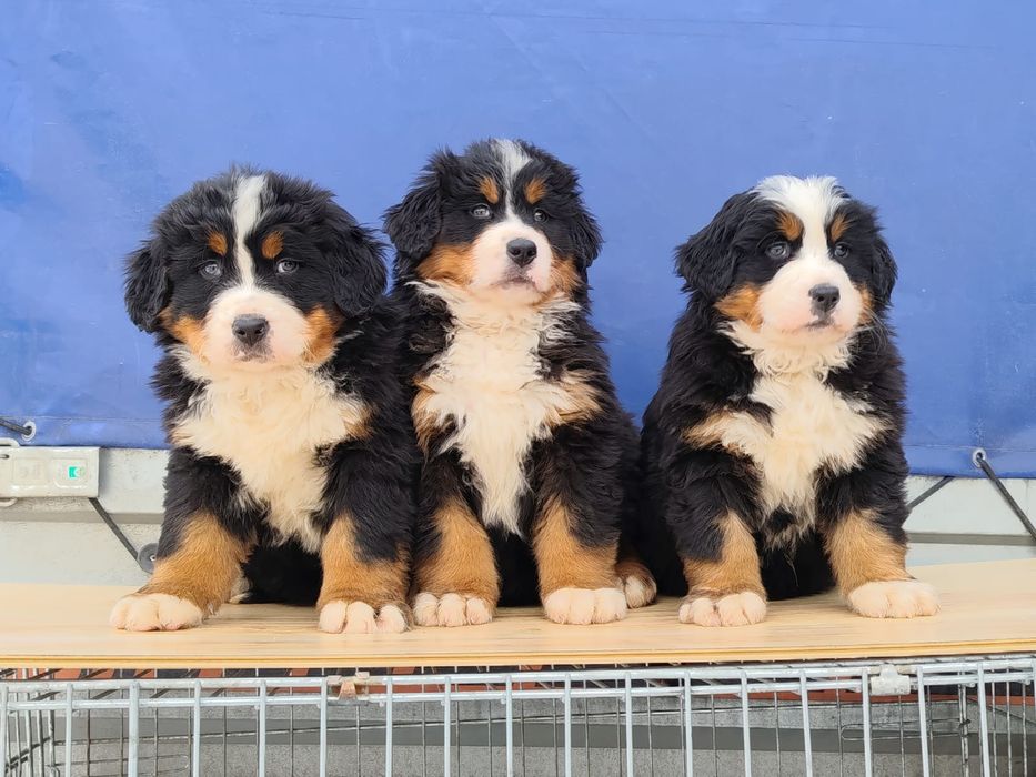 Berneński Pies Pasterski