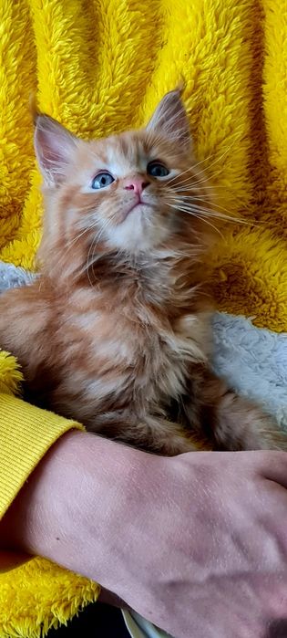 Maine Coon Rudy kocurek śliczny