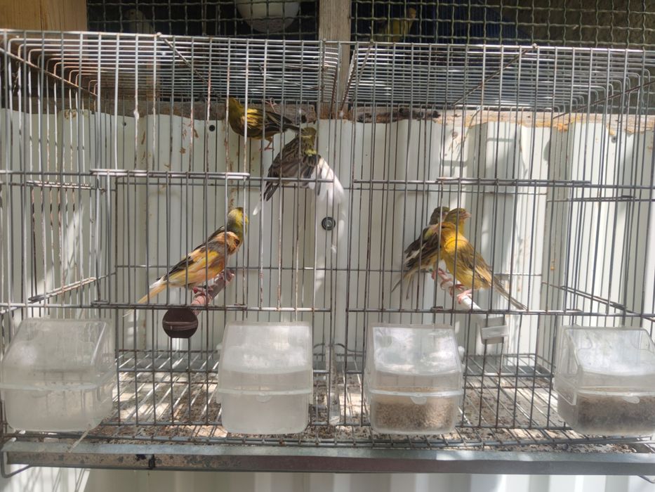 Lote de canários para venda