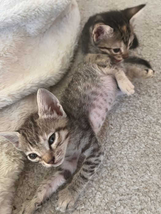 Gatinhas para adopcao