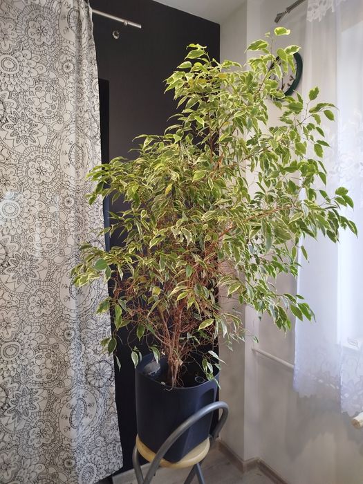 Fijus Benjamin  130cm
