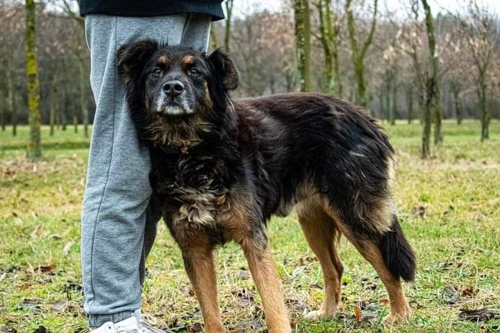 Został porzucony i zdany samemu sobie... Jest wspaniałym psem!