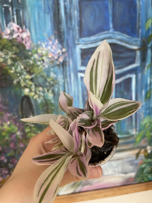 Tradescantia Pink Lilac