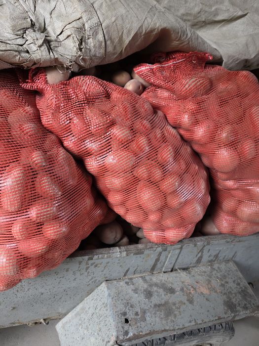 Sprzedam ziemniaki żółte Belarosa