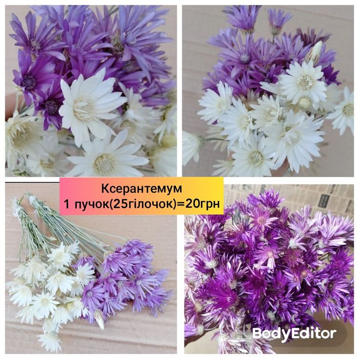 Сухоцвіти, дикороси, Гомфрена,лунарія, пір'я, ксерантемум