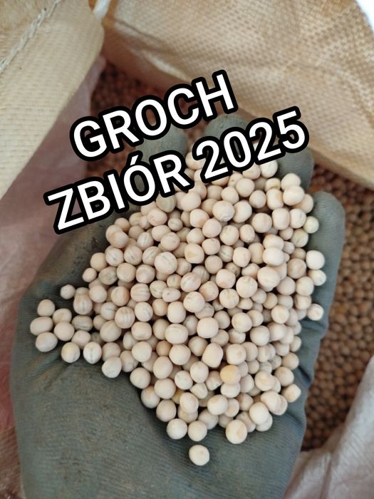 GROCH zbiór 2025 bez połowek, bez robaka