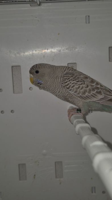 Periquitos blackface asa negra