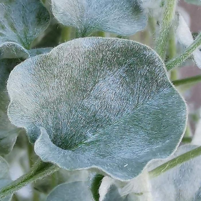 Dichondra srebrzysta