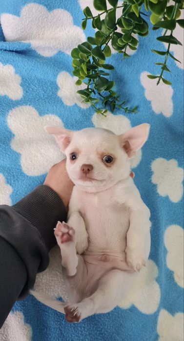 Excelente mini menino Chihuahua/Chiuaua Linhagem Russa,Qualidade