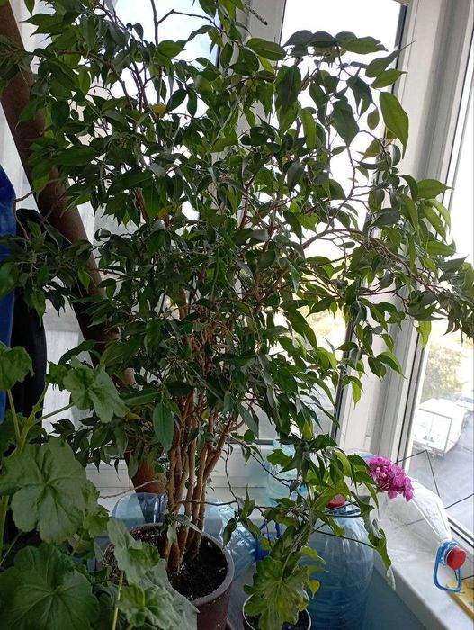 Фикус Бенджамина.