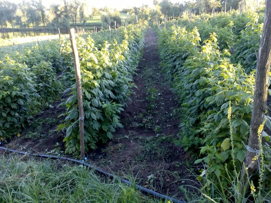 Продаємо саджанці малини.  Ремонтантна,  Літня,Тібецька.