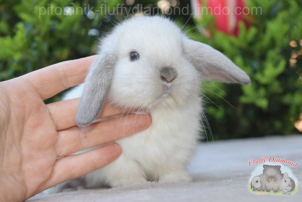 Кролики з розплідника.Тільки породисті.Рідкісні та ексклюзивні кольори