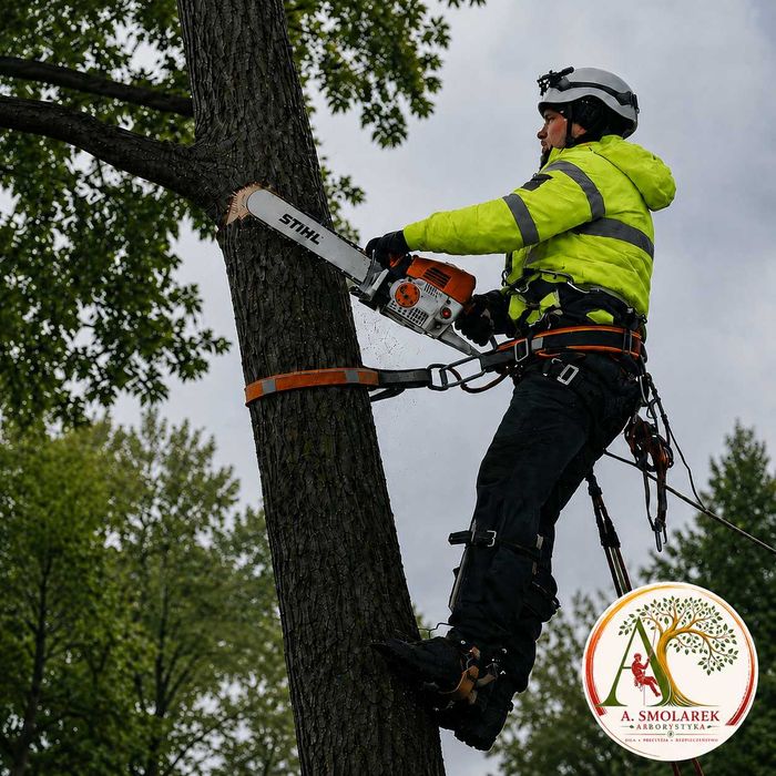 Wycinka Drzew • Redukcja i Formowanie Koron • Wycinka w pobliżu Linii Energetycznych • Arborysta