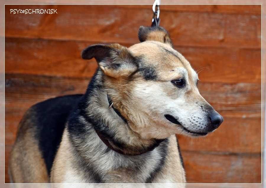 Boguś - cudowny kundelek chce dać Ci swoje serce