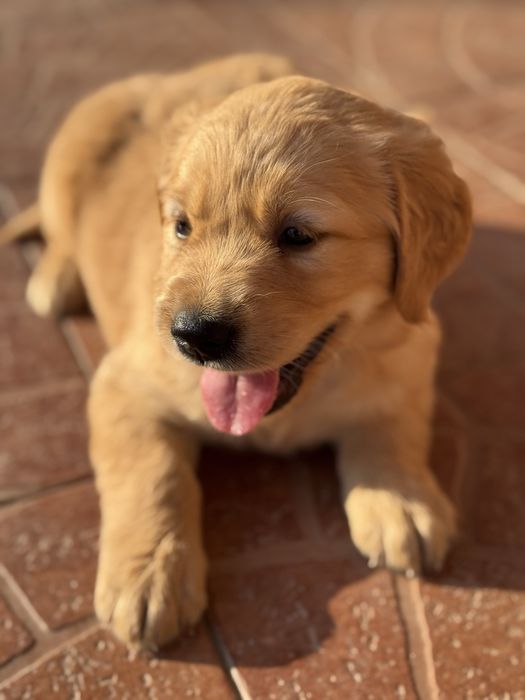 Golden Retriever - Mam juz 5 tygodni