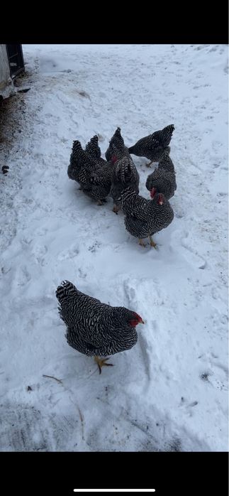 Амрокс 2+2 25 року