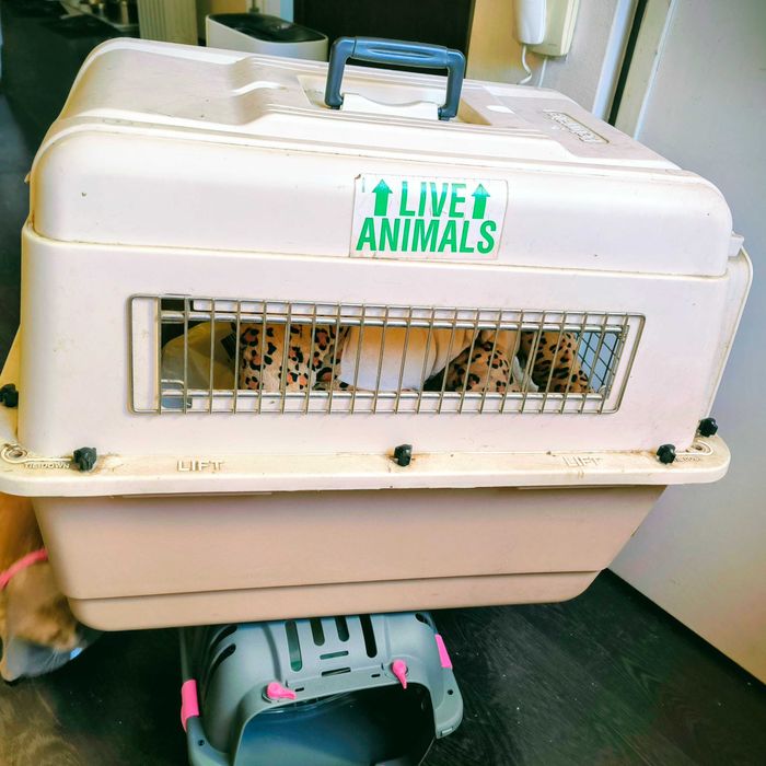 Caixa Transportadora de Animais VARIKENNEL – Tamanho 2