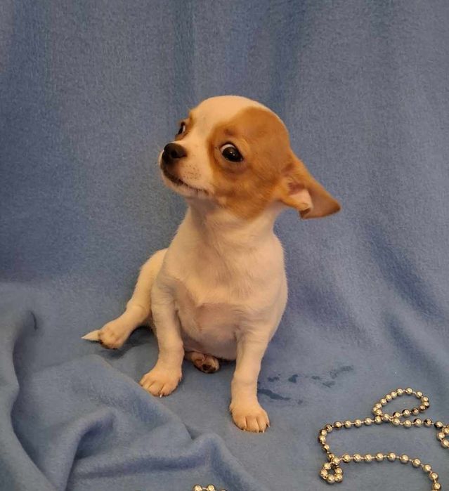 Śliczny piesek Chihuahua