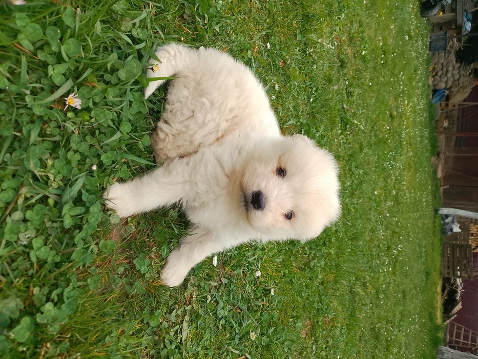 Самоїдська собака  хлопчик