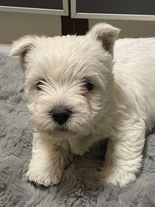Szczeniaczek West Highland White Terrier