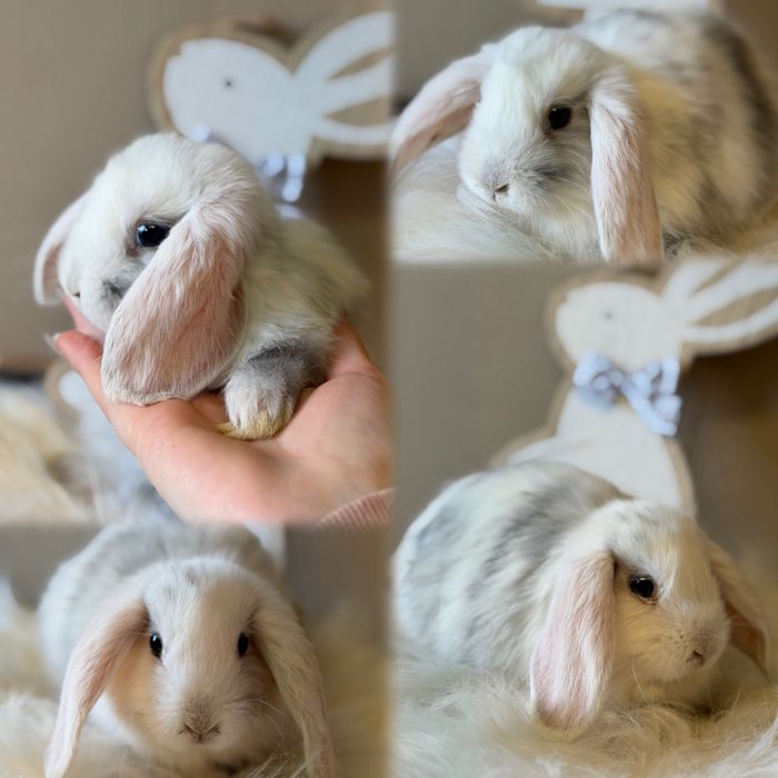 mini lop, królik miniaturka, króliczek miniaturowy, baranek miniaturka, baranek karzełek