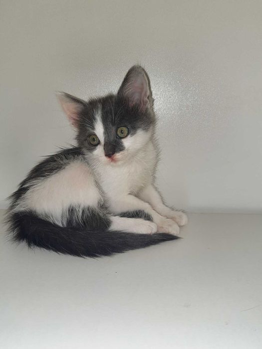 Кошенята британські