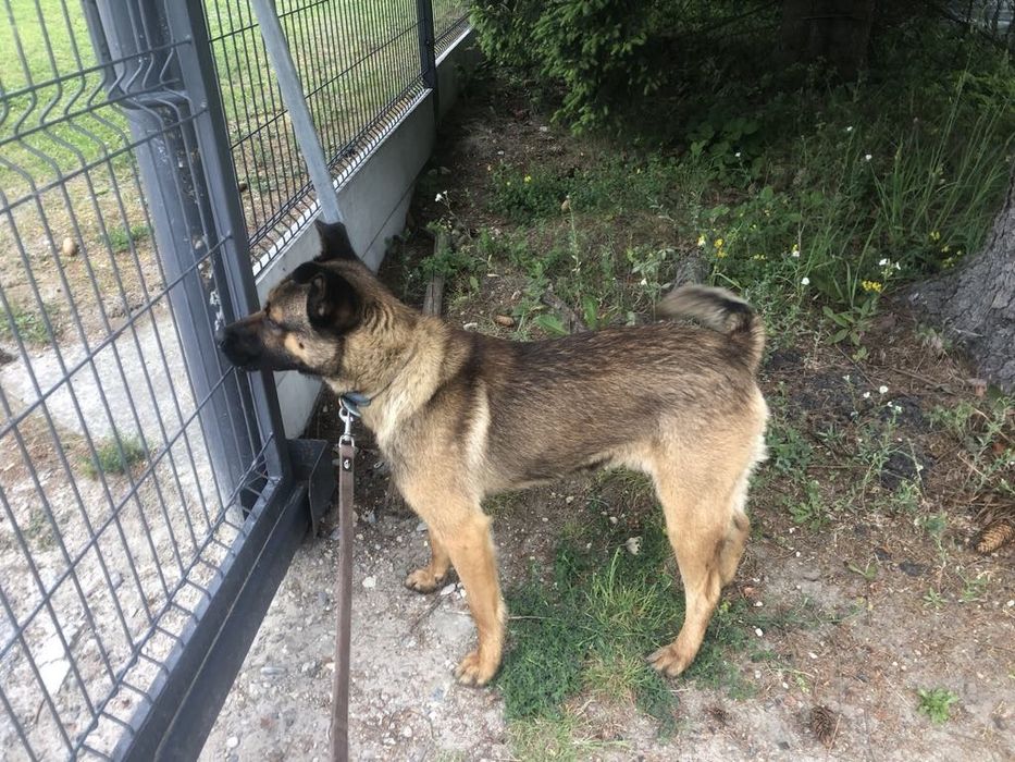 Lulu( VIP w schronisku) szuka odpowiedzialnego  domku