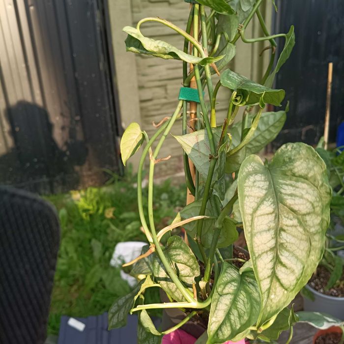 monstera siltepecana -duża