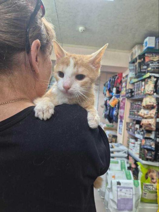 Отдаются две кошечки и кот в надежные руки