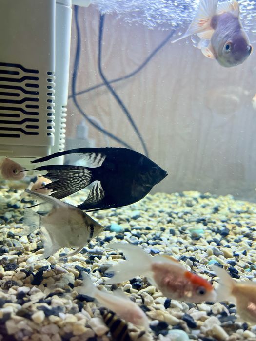 Акваріумні рибки скалярії