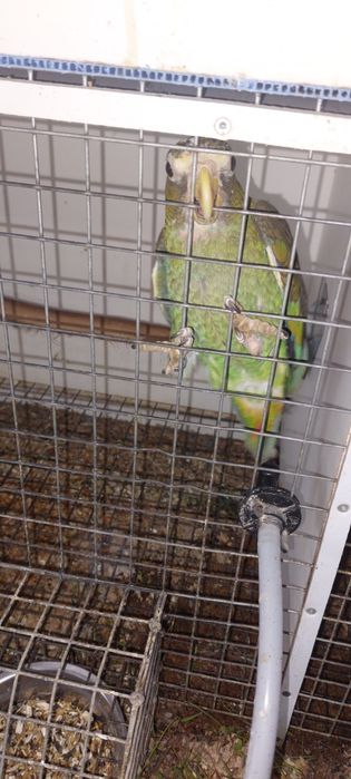 Pionus senilis 2026