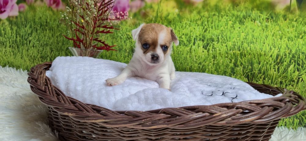 Śliczny chłopczyk chihuahua krótkowłosy