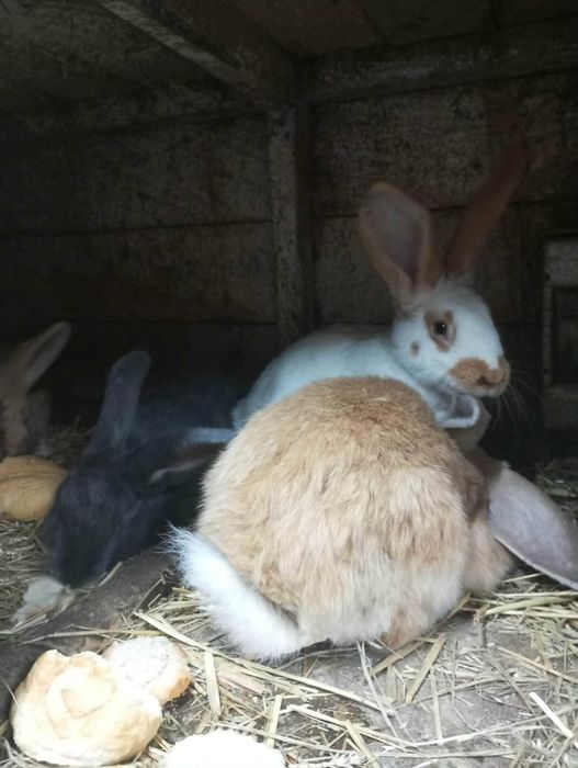 króliki samce samice